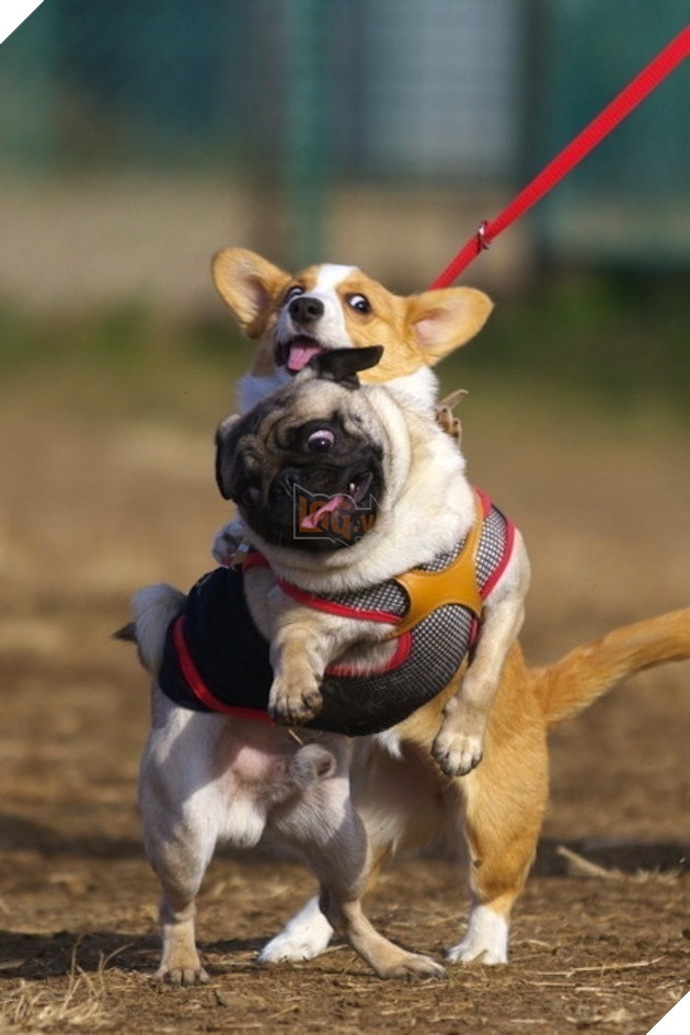 tu the sieu hai huoc cua dong vat 14