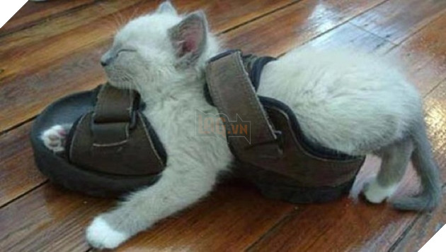 tu the sieu hai huoc cua dong vat 15