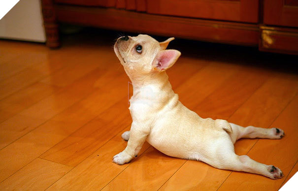 tu the sieu hai huoc cua dong vat 16