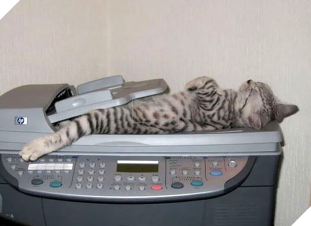 tu the sieu hai huoc cua dong vat 17