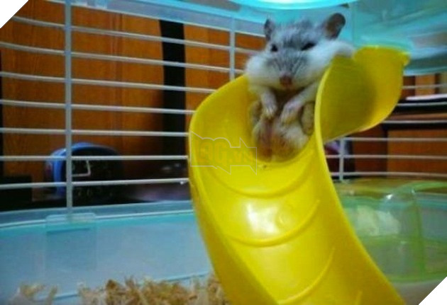 tu the sieu hai huoc cua dong vat 1