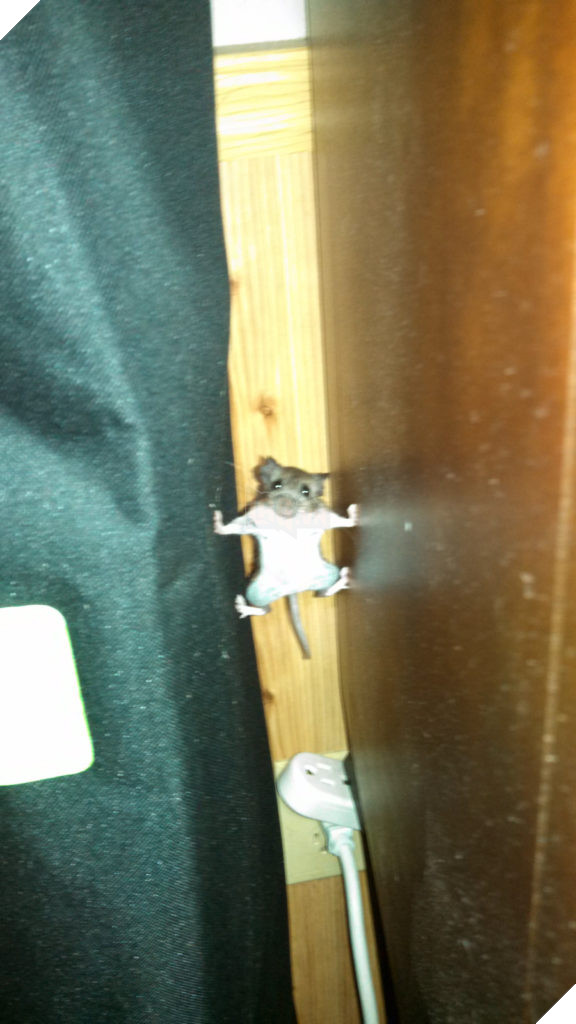 tu the sieu hai huoc cua dong vat 2