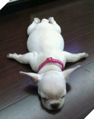 tu the sieu hai huoc cua dong vat 3