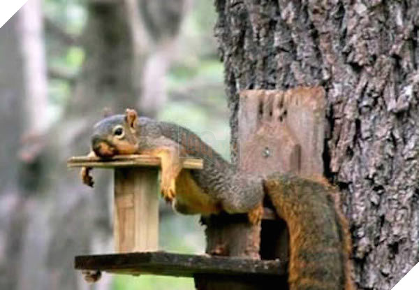 tu the sieu hai huoc cua dong vat 5