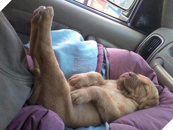 tu the sieu hai huoc cua dong vat 7