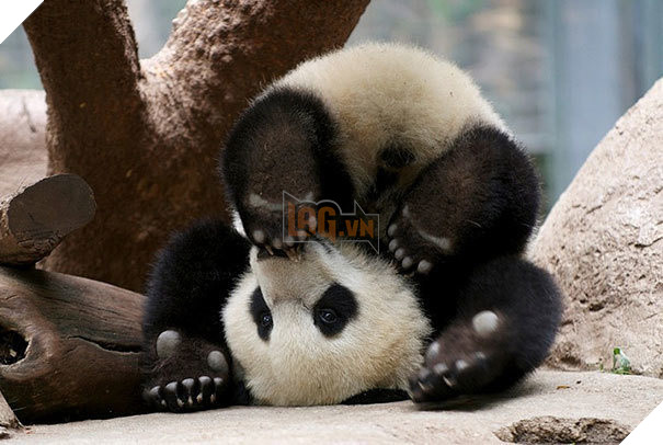 tu the sieu hai huoc cua dong vat 8