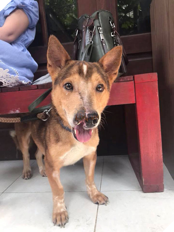 Ngỡ ngàng hình ảnh thay da đổi thịt của chú chó bị chém nửa mặt