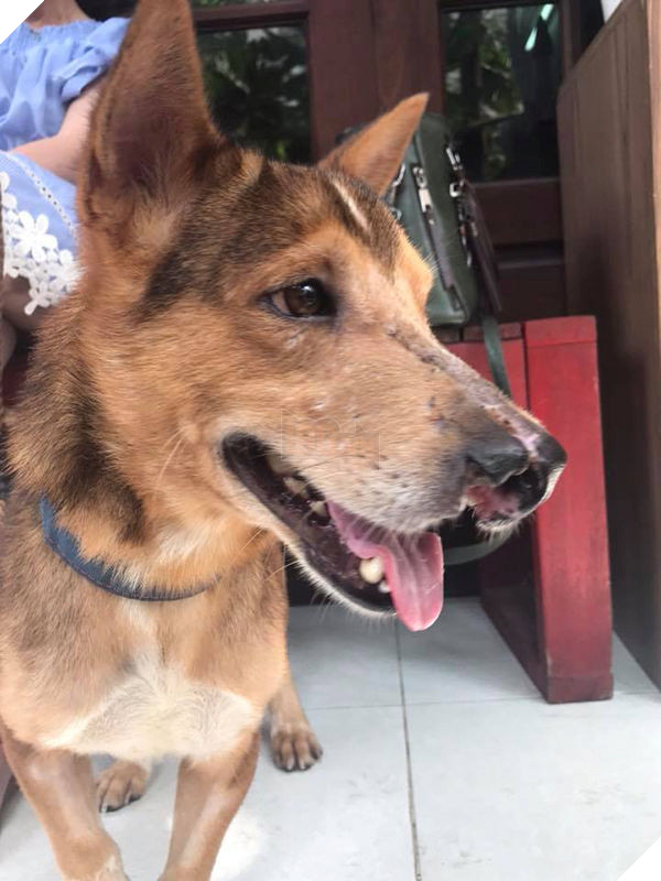 
Mõm của Nâu đã được cắt chỉ.