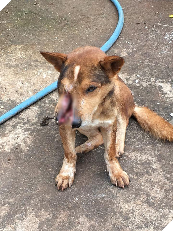 
Trước đó Nâu được phát hiện ở Vũng Tàu trong tình trạng hết sức nguy hiểm.