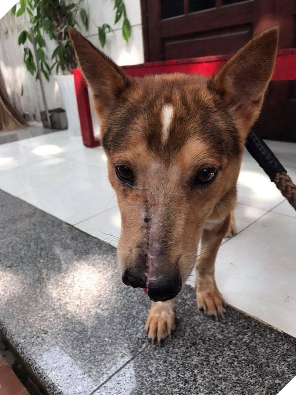 Ngỡ ngàng hình ảnh thay da đổi thịt của chú chó bị chém nửa mặt