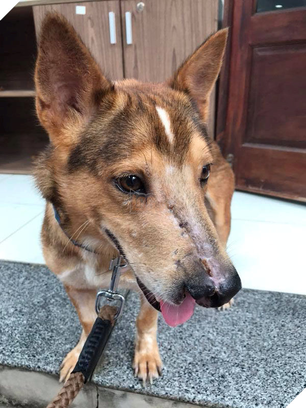 Ngỡ ngàng hình ảnh thay da đổi thịt của chú chó bị chém nửa mặt