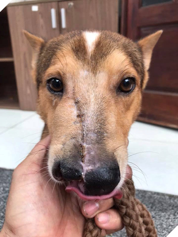 Ngỡ ngàng hình ảnh thay da đổi thịt của chú chó bị chém nửa mặt
