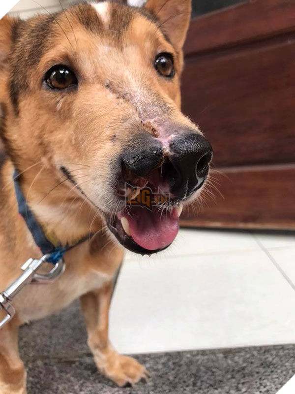 Ngỡ ngàng hình ảnh thay da đổi thịt của chú chó bị chém nửa mặt