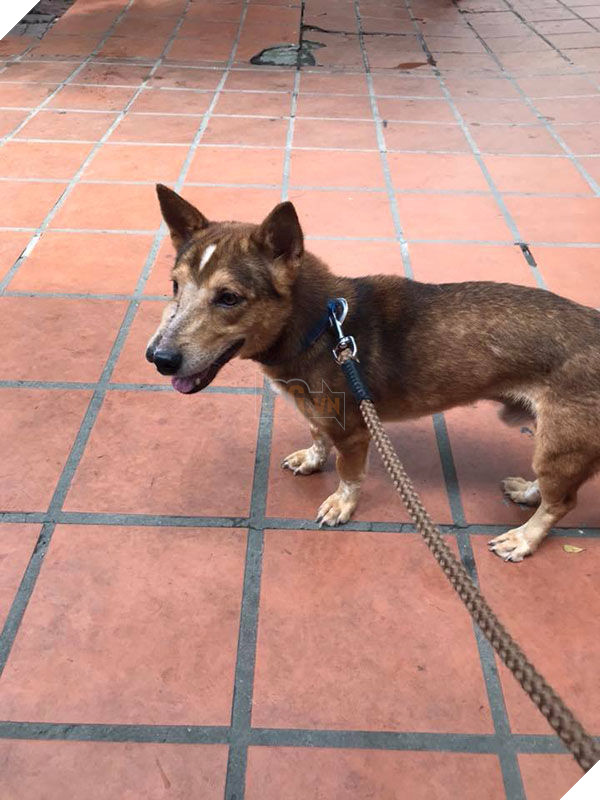 Ngỡ ngàng hình ảnh thay da đổi thịt của chú chó bị chém nửa mặt