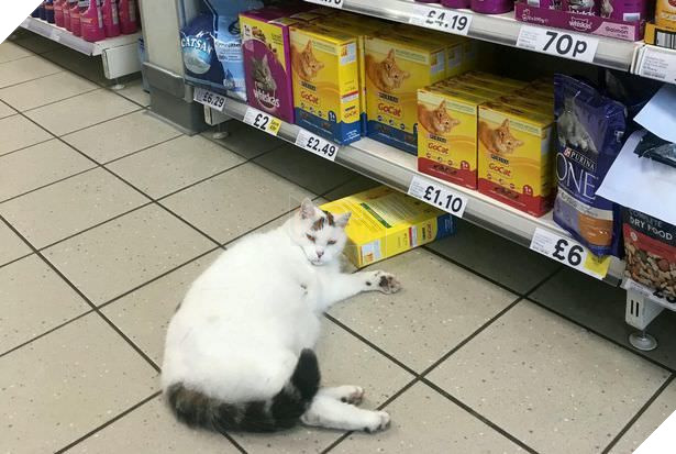 
Hoàng thượng béo ú bên chiến lợi phẩm.