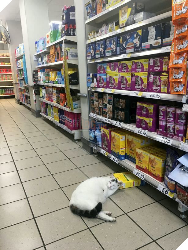 
Không biết hoàng thượng có ý định trả tiền không hay là chôm luôn nhỉ?