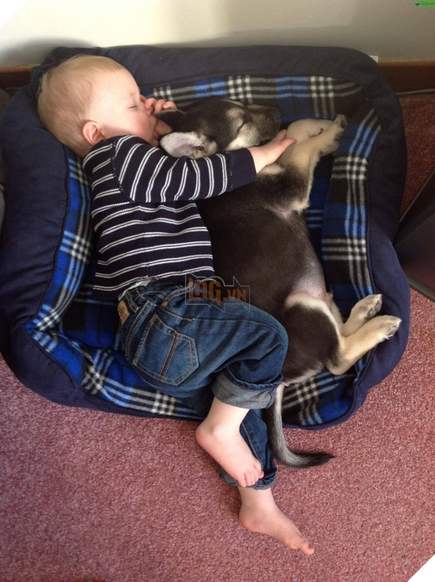 27 buc anh sieu dang yeu thu cung 11