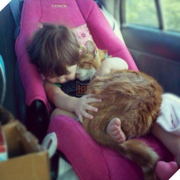 27 buc anh sieu dang yeu thu cung 12