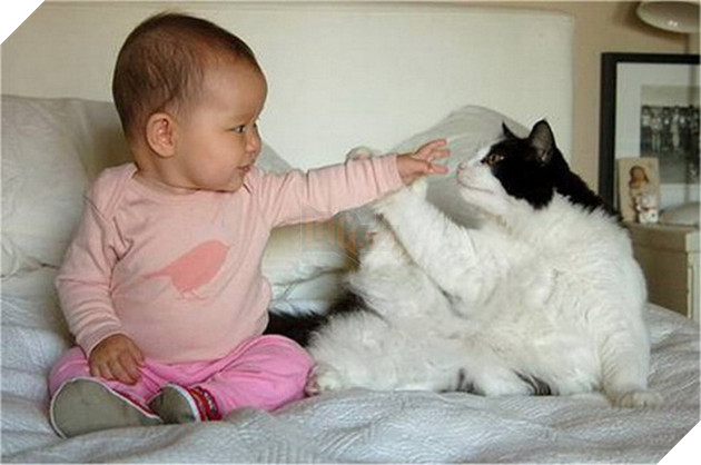 27 buc anh sieu dang yeu thu cung 15