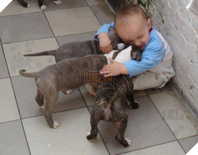 27 buc anh sieu dang yeu thu cung 18