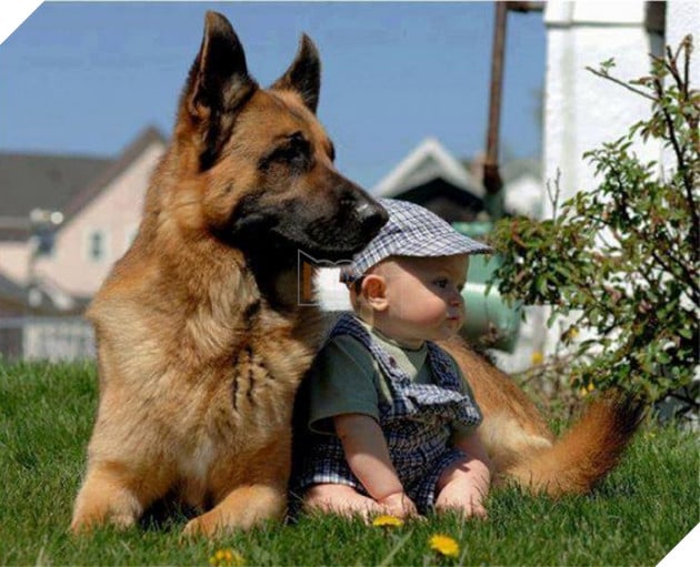 27 buc anh sieu dang yeu thu cung 19