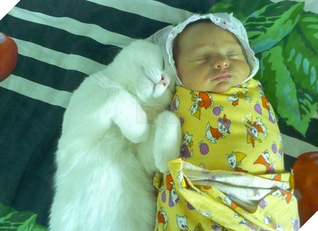 27 buc anh sieu dang yeu thu cung 1