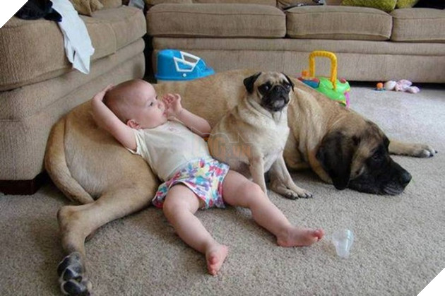 27 buc anh sieu dang yeu thu cung 21