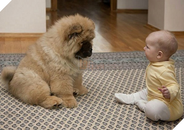 27 buc anh sieu dang yeu thu cung 22