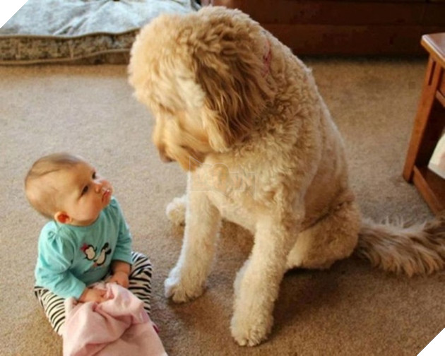 27 buc anh sieu dang yeu thu cung 23