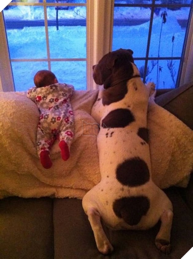 27 buc anh sieu dang yeu thu cung 25