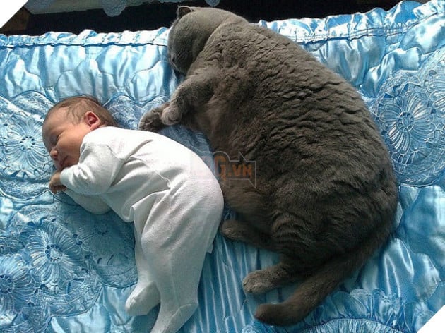 27 buc anh sieu dang yeu thu cung 2