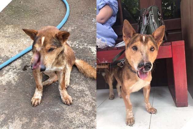 Ngỡ ngàng hình ảnh thay da đổi thịt của chú chó bị chém nửa mặt