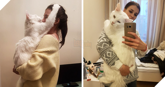 Image result for cat hug owner