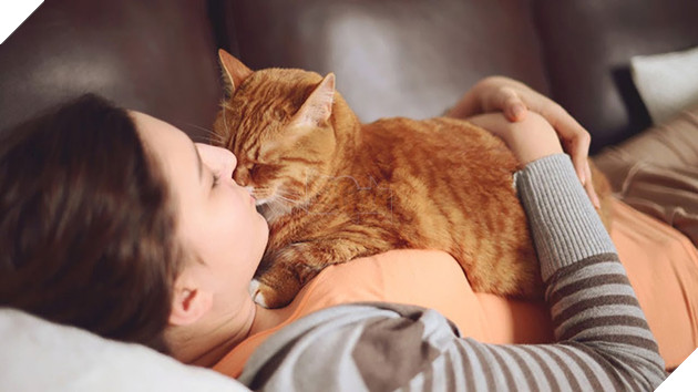 Image result for cat hug owner