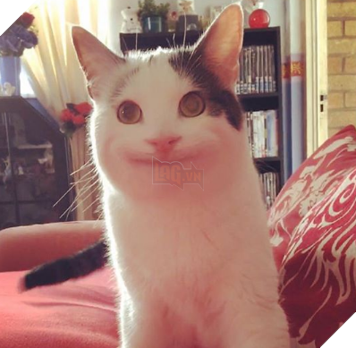 
Nhìn có yêu không cơ chứ?