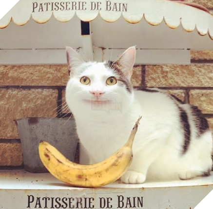 
Một nụ cười luôn hé...