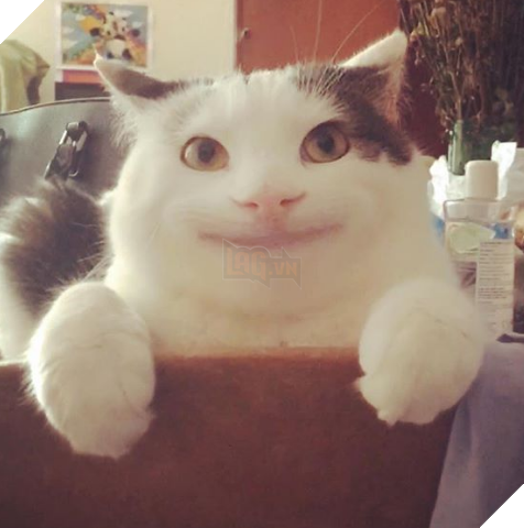 
Nhìn lịch thiệp dễ sợ!