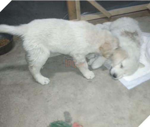 
Bạn của chú đang cố lay chú dậy nhưng…