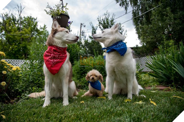 Hạnh phúc ngọt ngào dành cho chú chó mất chân sau 10 năm lang thang cơ nhỡ 9