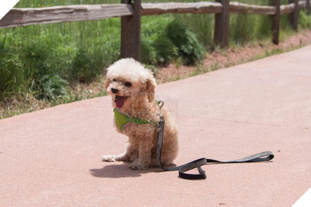 Hạnh phúc ngọt ngào dành cho chú chó mất chân sau 10 năm lang thang cơ nhỡ 8