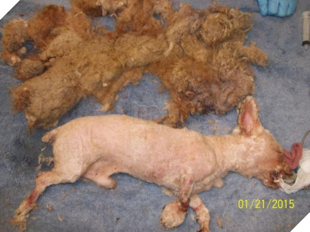 Hạnh phúc ngọt ngào dành cho chú chó mất chân sau 10 năm lang thang cơ nhỡ 3