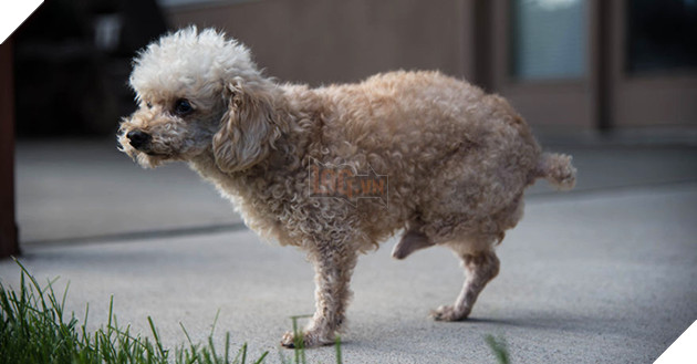 Hạnh phúc ngọt ngào dành cho chú chó mất chân sau 10 năm lang thang cơ nhỡ