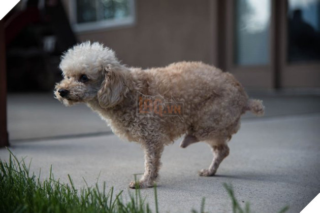 Hạnh phúc ngọt ngào dành cho chú chó mất chân sau 10 năm lang thang cơ nhỡ 5