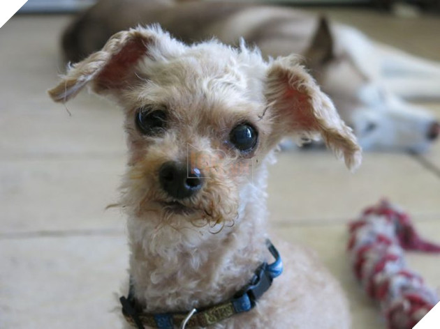 Hạnh phúc ngọt ngào dành cho chú chó mất chân sau 10 năm lang thang cơ nhỡ 4