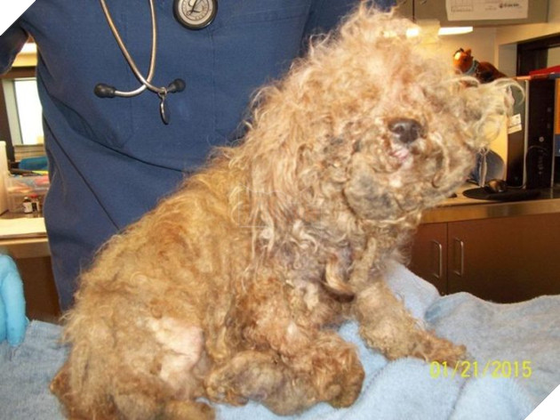 Hạnh phúc ngọt ngào dành cho chú chó mất chân sau 10 năm lang thang cơ nhỡ 2