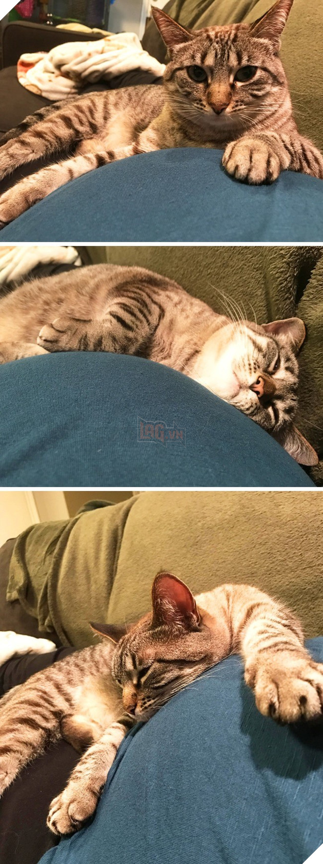 Khoảnh khắc yêu đến lịm tim khi thú cưng “làm nũng” với mẹ bầu vì ghen tị với em bé sắp chào đời - Ảnh 2.