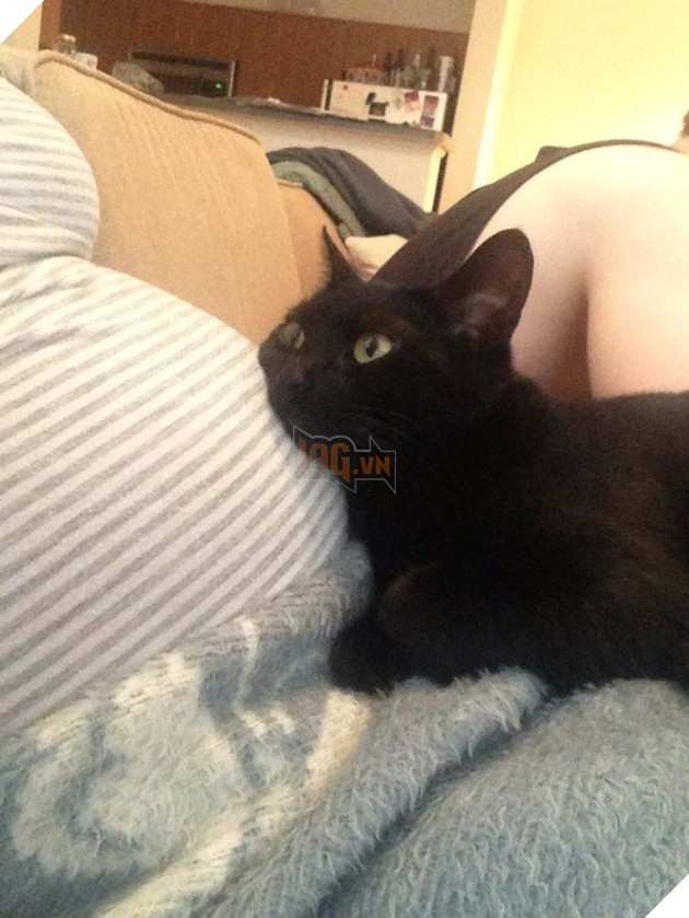 Khoảnh khắc yêu đến lịm tim khi thú cưng “làm nũng” với mẹ bầu vì ghen tị với em bé sắp chào đời - Ảnh 4.