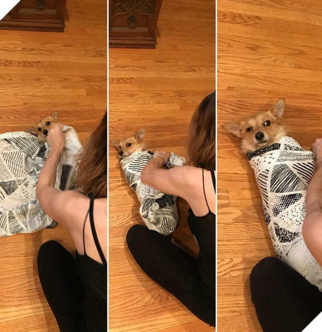 Khoảnh khắc yêu đến lịm tim khi thú cưng “làm nũng” với mẹ bầu vì ghen tị với em bé sắp chào đời - Ảnh 6.