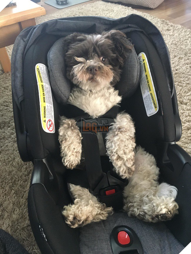 Khoảnh khắc yêu đến lịm tim khi thú cưng “làm nũng” với mẹ bầu vì ghen tị với em bé sắp chào đời - Ảnh 8.