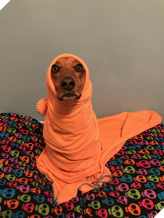 Khoảnh khắc yêu đến lịm tim khi thú cưng “làm nũng” với mẹ bầu vì ghen tị với em bé sắp chào đời - Ảnh 7.